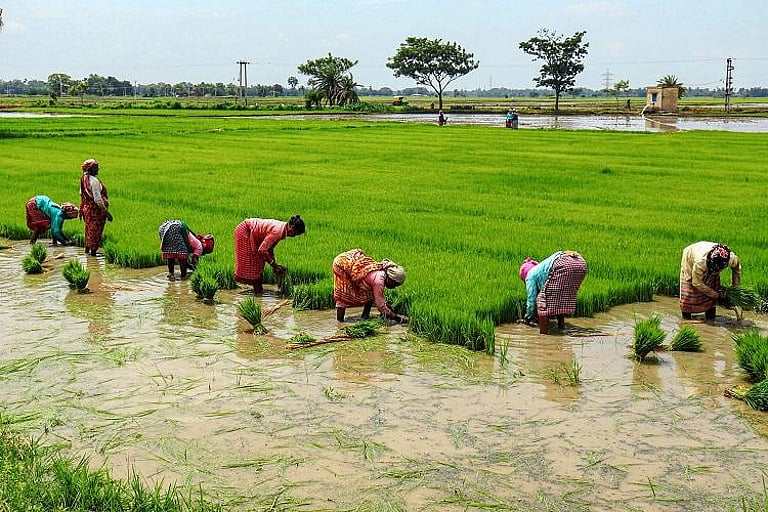 Home Cauvery Delta a ‘Protected Agricultural Zone’: What TN can expect from this tag