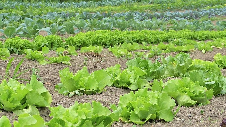 Home Tamil youngster makes organic farming cool with Ajith, Jyothika and other movie-star memes